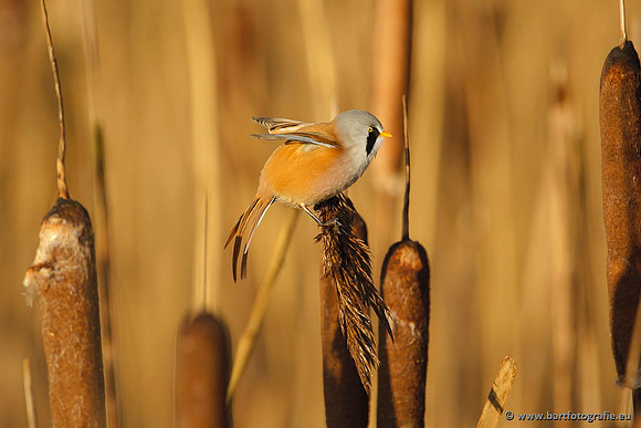 Rietvogels, Bart Fotografie-054