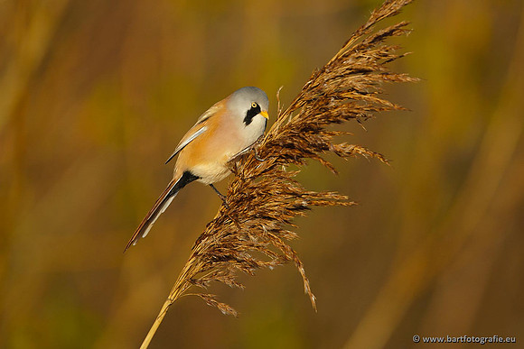 Rietvogels, Bart Fotografie-055
