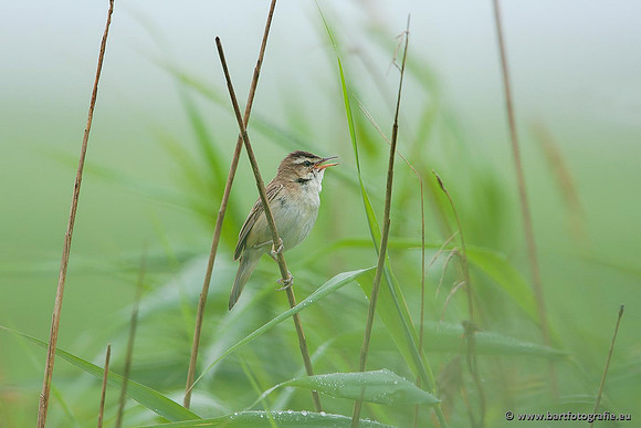 Rietvogels, Bart Fotografie-058