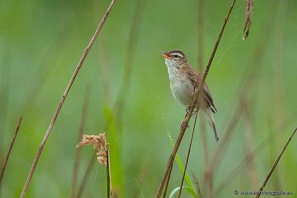 Rietvogels, Bart Fotografie-059
