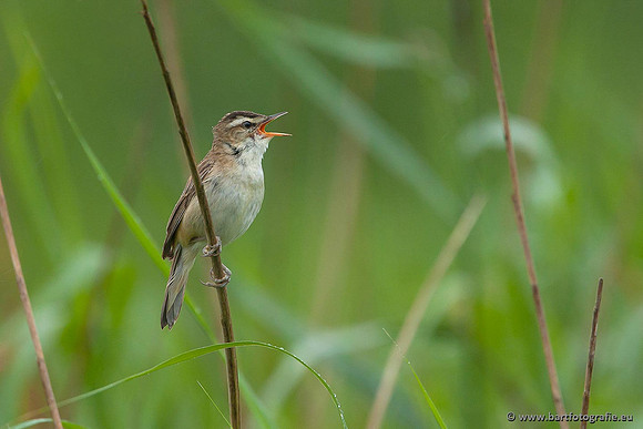 Rietvogels, Bart Fotografie-060