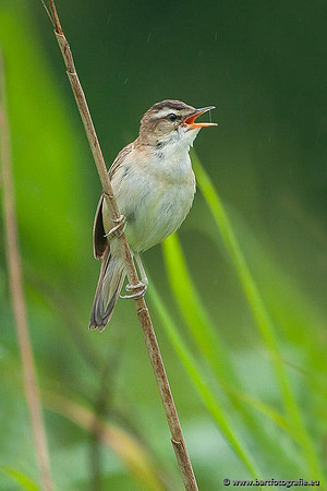 Rietvogels, Bart Fotografie-061