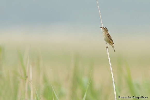 Rietvogels, Bart Fotografie-062