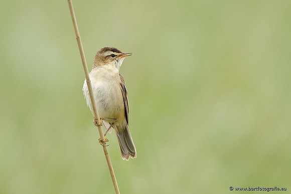 Rietvogels, Bart Fotografie-063