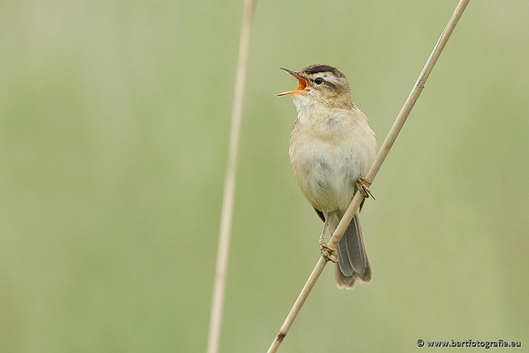 Rietvogels, Bart Fotografie-064