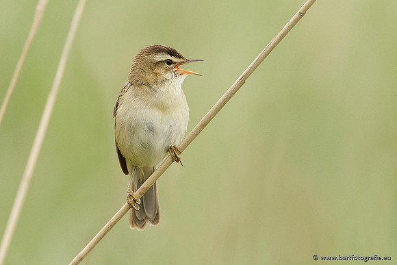 Rietvogels, Bart Fotografie-065