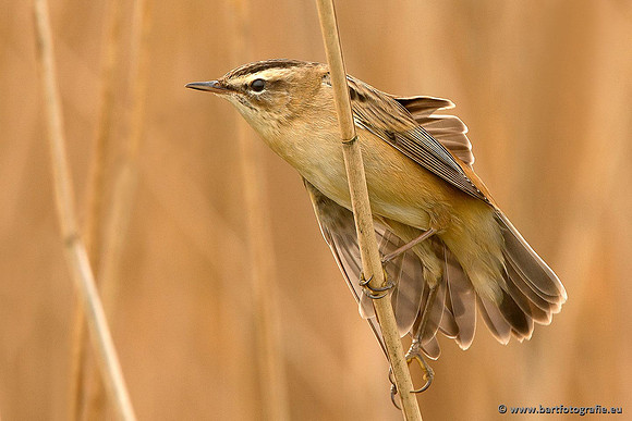 Rietvogels, Bart Fotografie-066