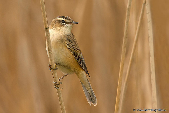 Rietvogels, Bart Fotografie-067