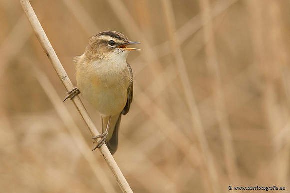 Rietvogels, Bart Fotografie-068