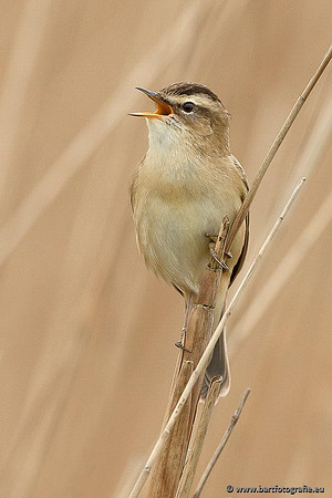 Rietvogels, Bart Fotografie-069