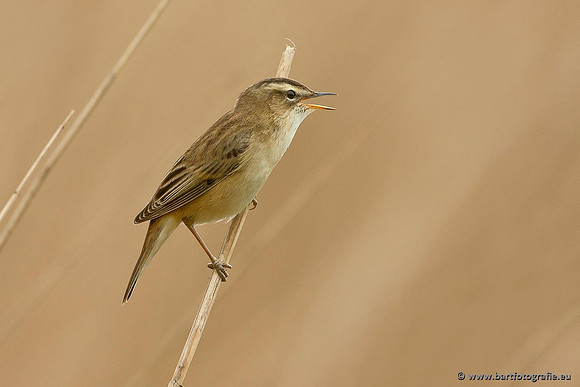 Rietvogels, Bart Fotografie-070