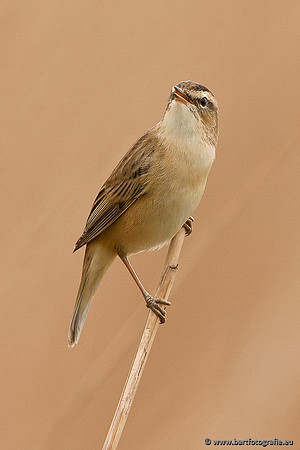 Rietvogels, Bart Fotografie-071