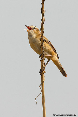 Rietvogels, Bart Fotografie-073