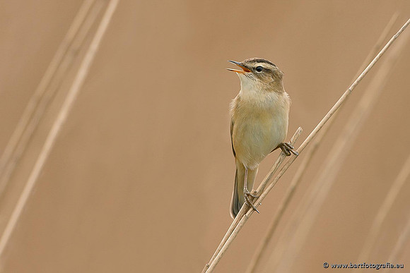 Rietvogels, Bart Fotografie-072
