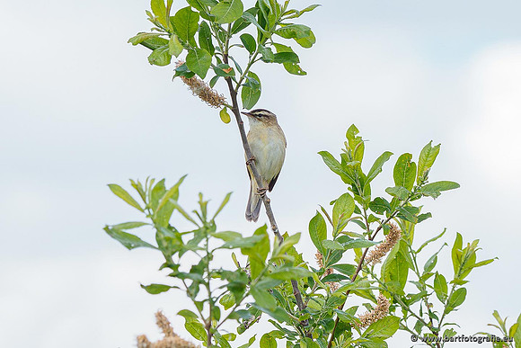 Rietvogels, Bart Fotografie-074