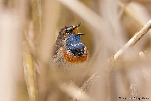 Rietvogels, Bart Fotografie-075