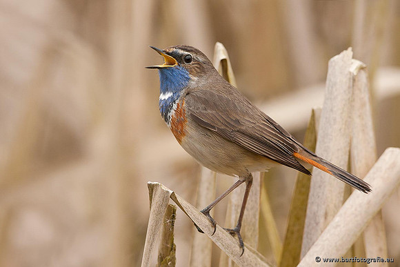 Rietvogels, Bart Fotografie-076