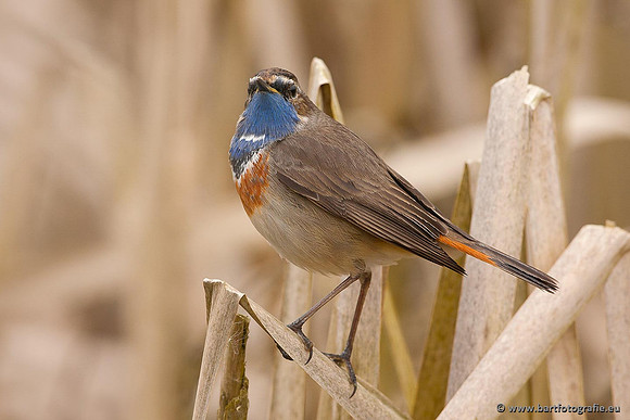 Rietvogels, Bart Fotografie-077