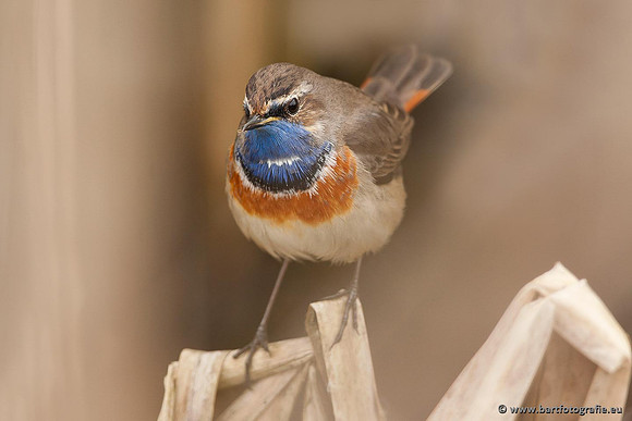 Rietvogels, Bart Fotografie-078