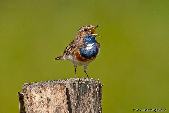 Rietvogels, Bart Fotografie-079