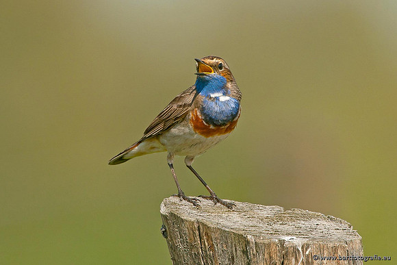 Rietvogels, Bart Fotografie-080