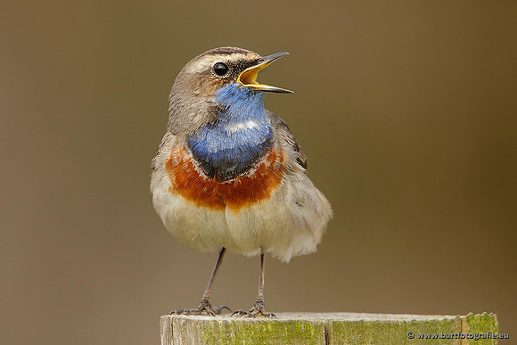 Rietvogels, Bart Fotografie-081