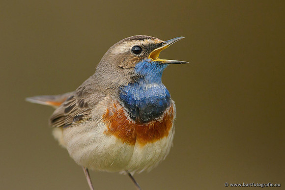 Rietvogels, Bart Fotografie-082