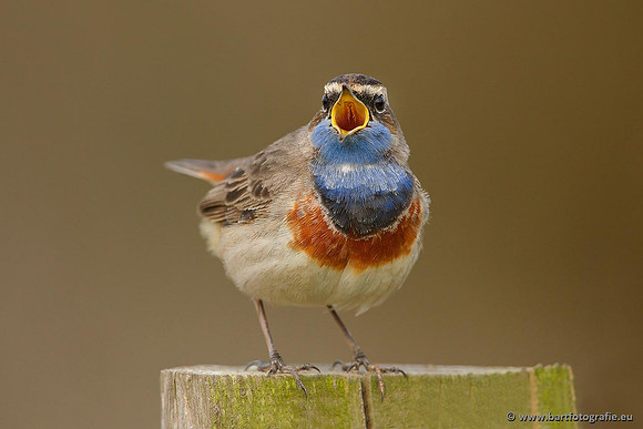 Rietvogels, Bart Fotografie-083