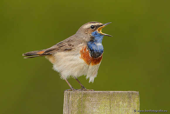 Rietvogels, Bart Fotografie-084