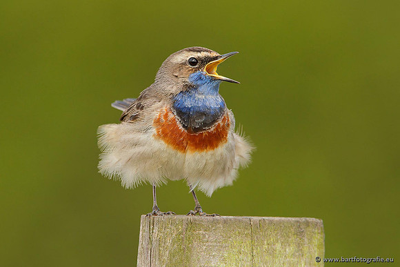 Rietvogels, Bart Fotografie-085