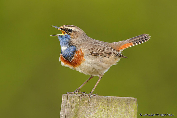 Rietvogels, Bart Fotografie-086
