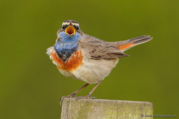 Rietvogels, Bart Fotografie-087