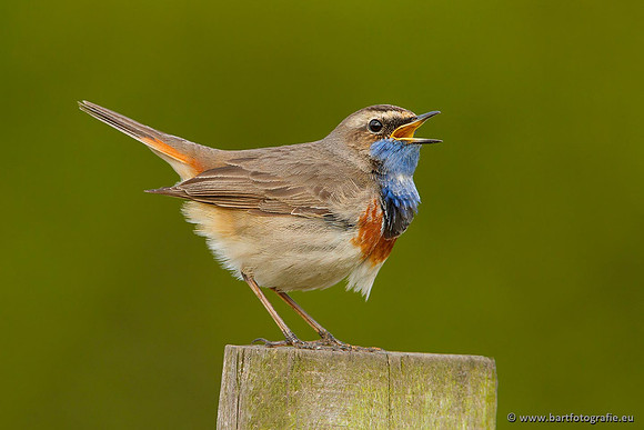 Rietvogels, Bart Fotografie-088