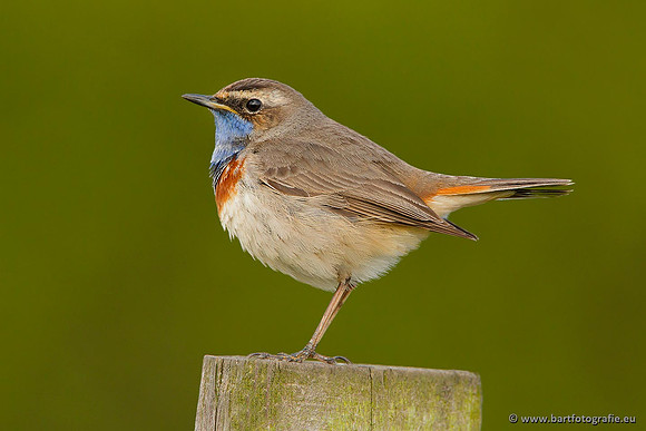 Rietvogels, Bart Fotografie-089