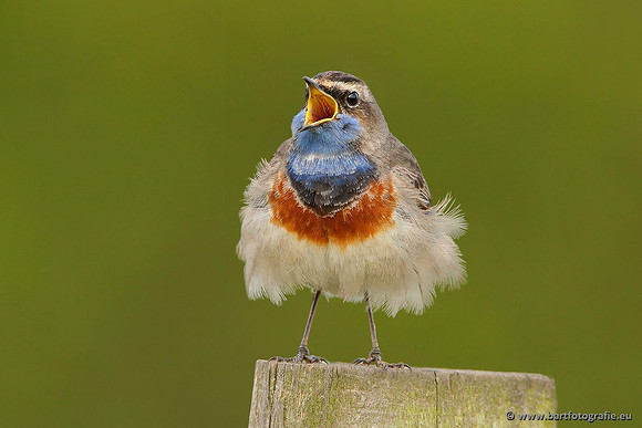 Rietvogels, Bart Fotografie-090