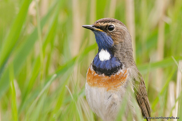 Rietvogels, Bart Fotografie-091