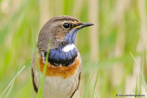 Rietvogels, Bart Fotografie-092