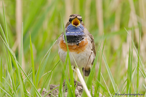 Rietvogels, Bart Fotografie-093