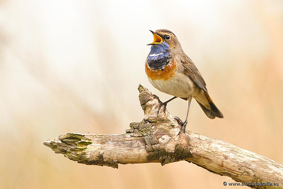 Rietvogels, Bart Fotografie-094