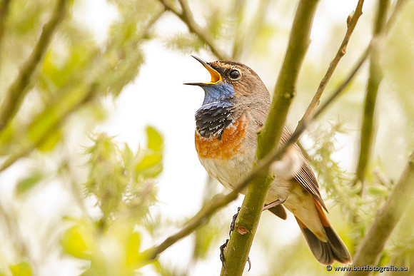 Rietvogels, Bart Fotografie-095