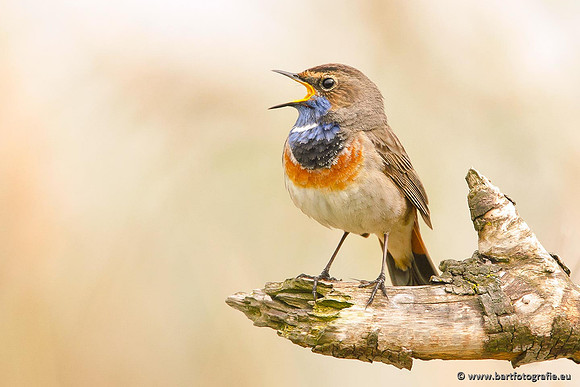Rietvogels, Bart Fotografie-096