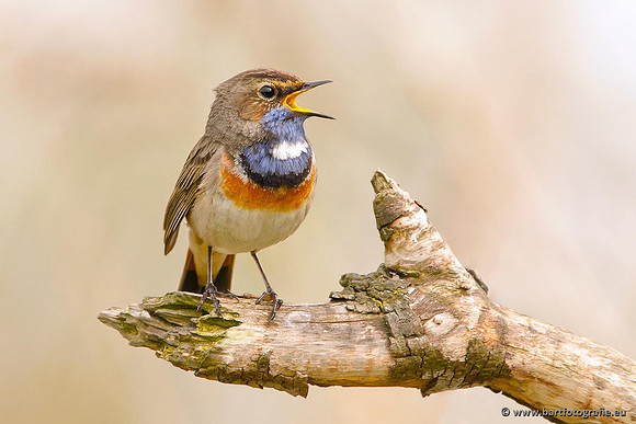 Rietvogels, Bart Fotografie-097