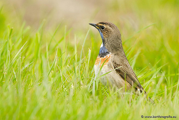 Rietvogels, Bart Fotografie-098