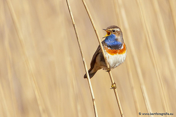 Rietvogels, Bart Fotografie-099