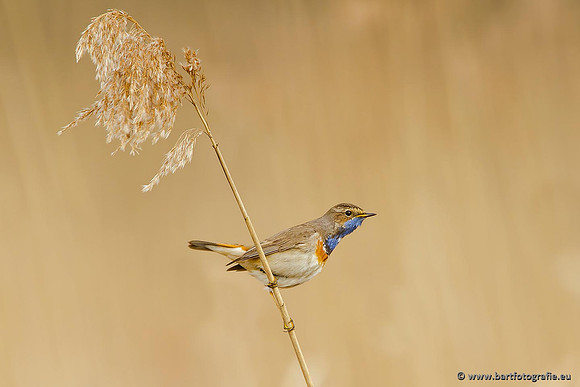 Rietvogels, Bart Fotografie-100