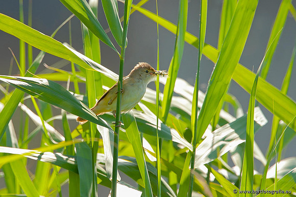 Rietvogels, Bart Fotografie-101