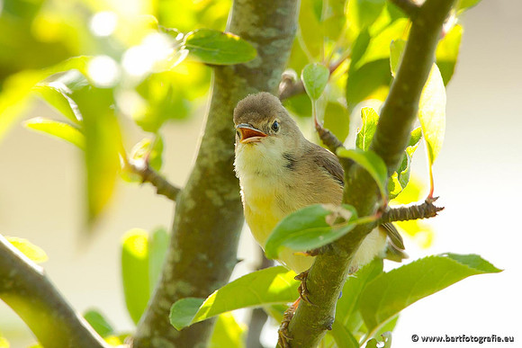 Rietvogels, Bart Fotografie-102
