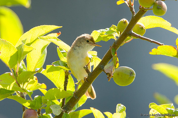 Rietvogels, Bart Fotografie-103