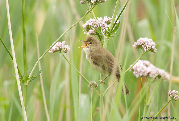 Rietvogels, Bart Fotografie-104
