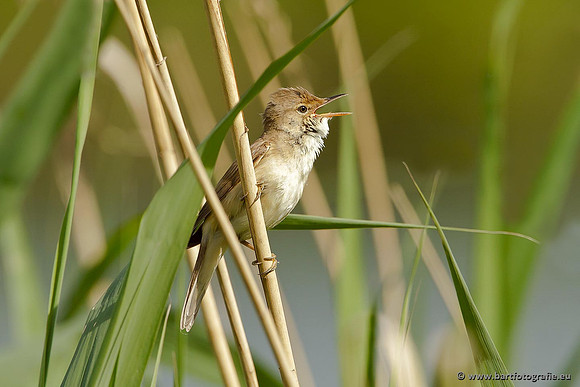 Rietvogels, Bart Fotografie-106